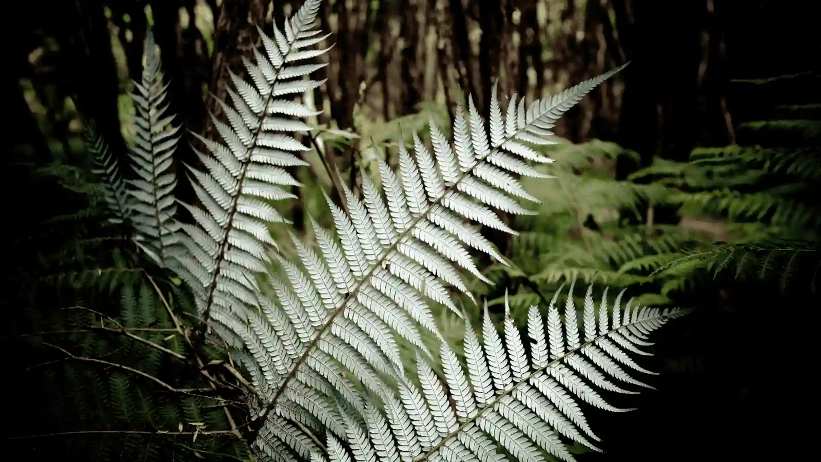 Outcomes-focused regulation 