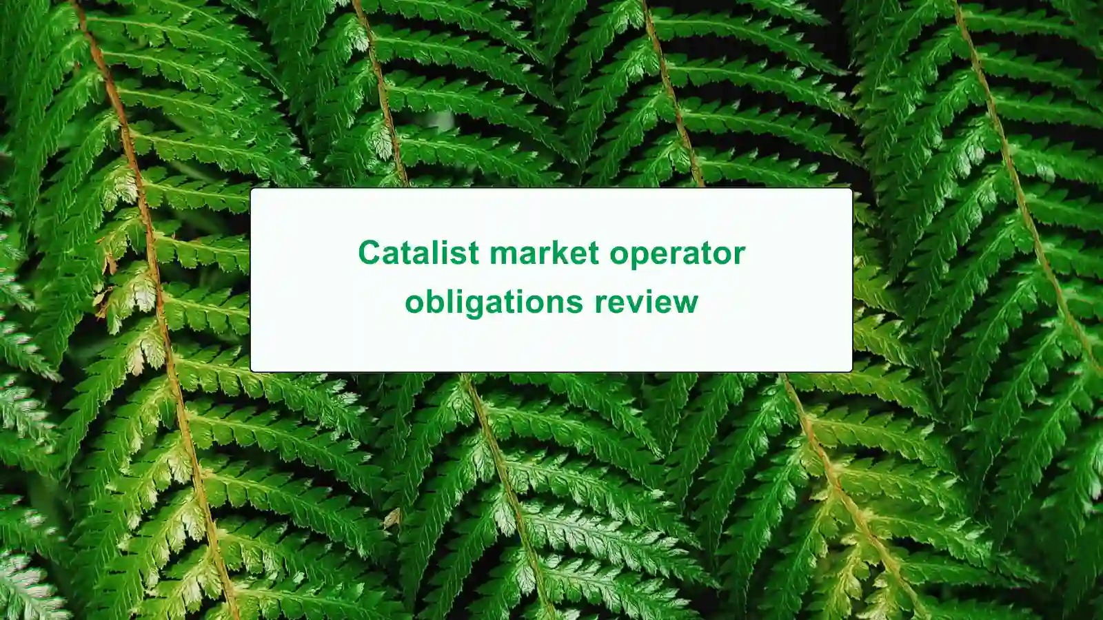 Catalist market operator obligations review